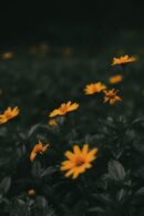 Flowers & Plants - A captivating scene of yellow flowers blooming a #10095794