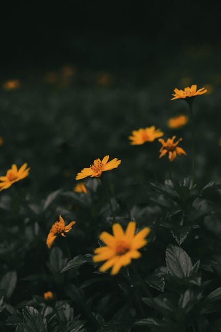 Flowers & Plants - A captivating scene of yellow flowers blooming a #10095794