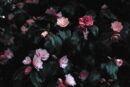 Flowers & Plants - Vibrant pink flowers blooming amidst lush dark l #1083822