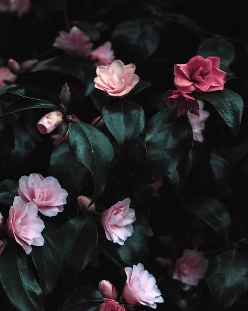 Flowers & Plants - Vibrant pink flowers blooming amidst lush dark l #1083822