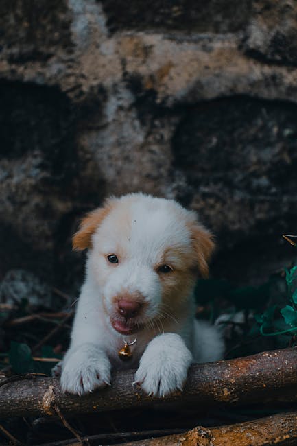 Cute Pets - Cute white and brown puppy playing outside, look #11596529