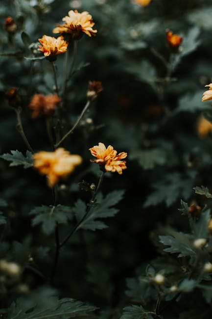 Flowers & Plants - Close-up of vibrant orange blossoms against a mo #13006961
