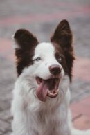 Cute Pets - Portrait of a joyful border collie with tongue o #13544733