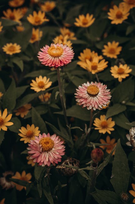 Flowers & Plants - Colorful pink and yellow flowers blossoming amon #13639903