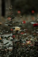 Flowers & Plants - A serene rose garden with blooming flowers in Bo #14402548