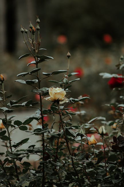 Flowers & Plants - A serene rose garden with blooming flowers in Bo #14402548