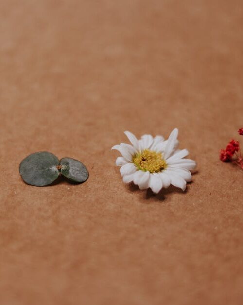 Flowers & Plants - Simple floral arrangement with a daisy and folia #15626339