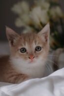 Cute Pets - Close-up portrait of a cute orange kitten with a #15926008