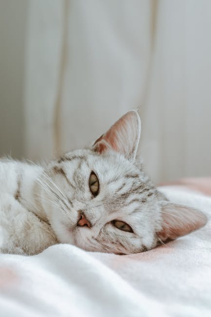 Cute Pets - Close-up of a gray tabby cat lying on a bed indo #16245085