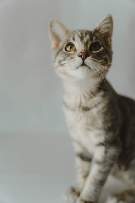Cute Pets - A cute tabby cat sitting indoors, looking upward #16260950