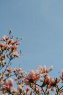 Flowers & Plants - Delicate magnolia blossoms in full bloom against #16392551