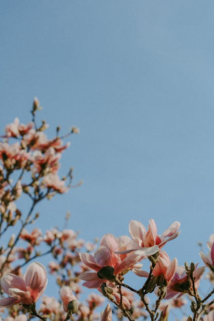 Flowers & Plants - Delicate magnolia blossoms in full bloom against #16392551