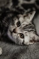 Cute Pets - Close-up portrait of a cute kitten lounging on a #16974158