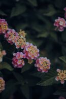 Flowers & Plants - Close-up shot of vibrant pink lantana flowers ag #17497814