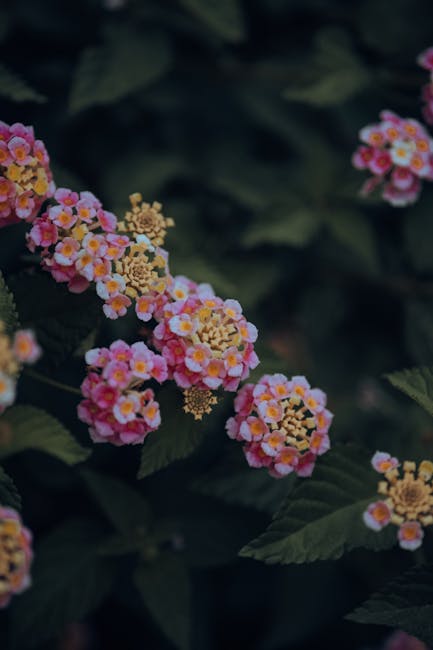 Flowers & Plants - Close-up shot of vibrant pink lantana flowers ag #17497814