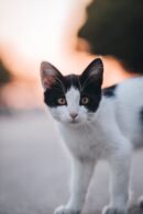 Cute Pets - Charming black and white cat captured in a warm #18114143