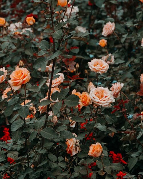 Flowers & Plants - Explore a vibrant rose garden filled with bloomi #1831489