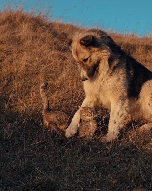 Cute Pets - A dog and cat play together in a sunlit meadow, #19490689