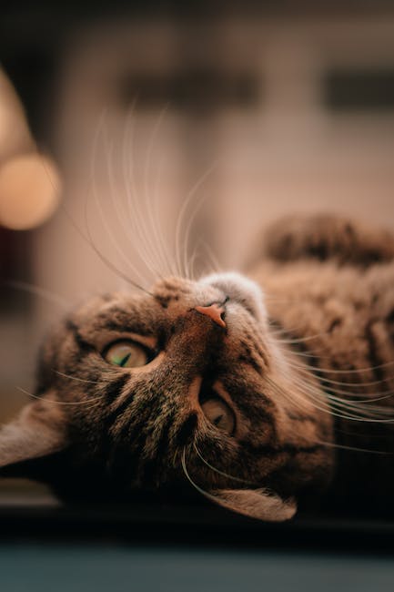 Cute Pets - Intimate view of a tabby cat lying back with foc #20290808