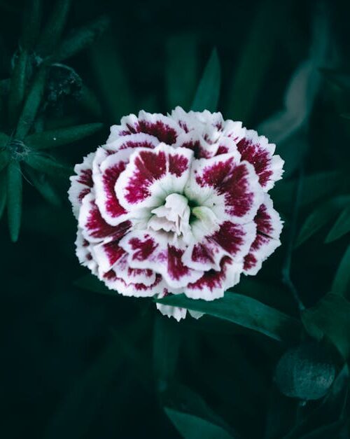 Flowers & Plants - Beautiful close-up of blooming red and white dia #23610744