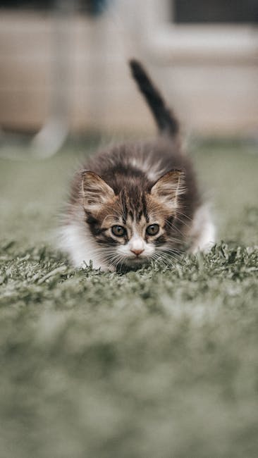 Cute Pets - Close-up of a cute kitten stalking in the grass #25682464