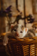 Cute Pets - Close-up of a cute kitten lying relaxed in a wic #27378772