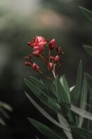 Flowers & Plants - Close-up of pink oleander flowers blooming with #27427281