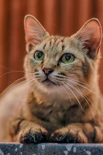 Cute Pets - A charming close-up of a playful tabby cat with #27914550