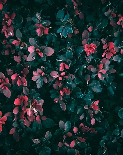 Flowers & Plants - Close-up of vibrant red leaves on a bush with da #28180390
