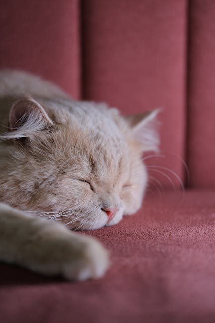 Cute Pets - Close-up of a fluffy Persian cat sleeping on a p #28886347