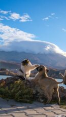 Cute Pets - A cat and puppy playing on a rock with a mountai #29507137