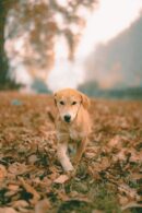 Cute Pets - Adorable puppy strolling through fallen leaves d #29525768