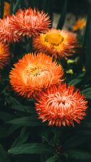 Flowers & Plants - Close-up of striking orange blossoms in full blo #30781070