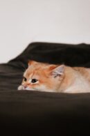 Cute Pets - Cute orange tabby cat resting on a dark blanket, #30856284