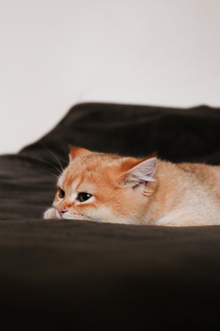 Cute Pets - Cute orange tabby cat resting on a dark blanket, #30856284