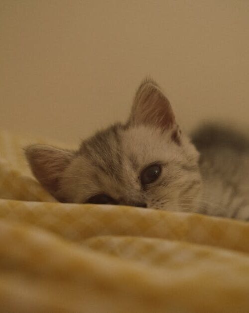 Cute Pets - A cute kitten cozying up on a warm, yellow blank #33244201