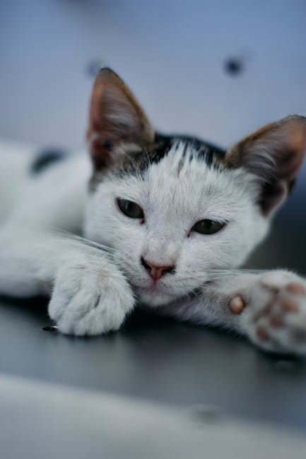 Cute Pets - Adorable white and black kitten resting on a coo #33333708