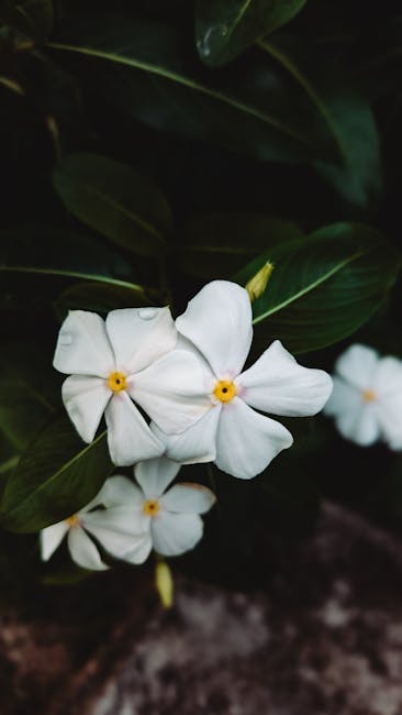 Flowers & Plants - Vibrant white periwinkle flowers with green leav #33518507