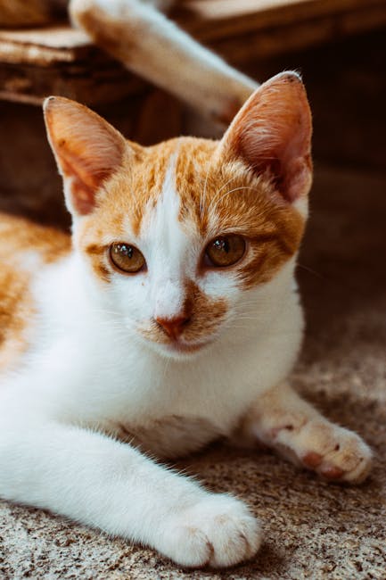 Cute Pets - A ginger and white cat with striking eyes loungi #34392074