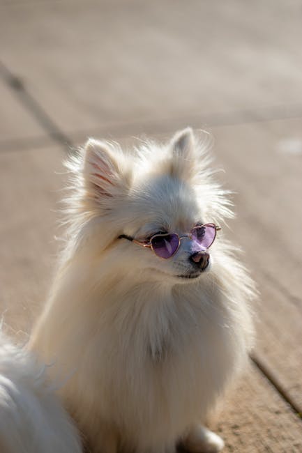 Cute Pets - Adorable fluffy Pomeranian dog wearing trendy he #34531297