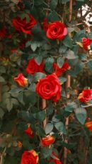 Flowers & Plants - Beautiful red roses in full bloom with lush gree #34654863