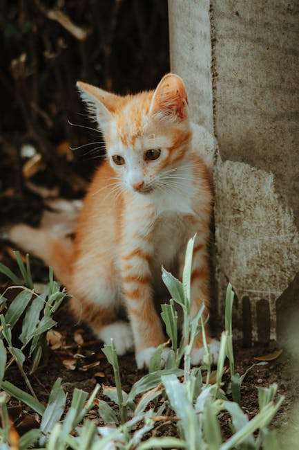 Cute Pets - Adorable young orange kitten sits curiously in a #34897567