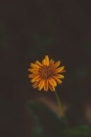Flowers & Plants - Single yellow daisy in focus surrounded by dark #34952062
