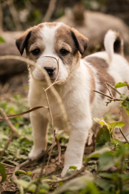 Cute Pets - Cute brown and white puppy exploring the outdoor #35445398