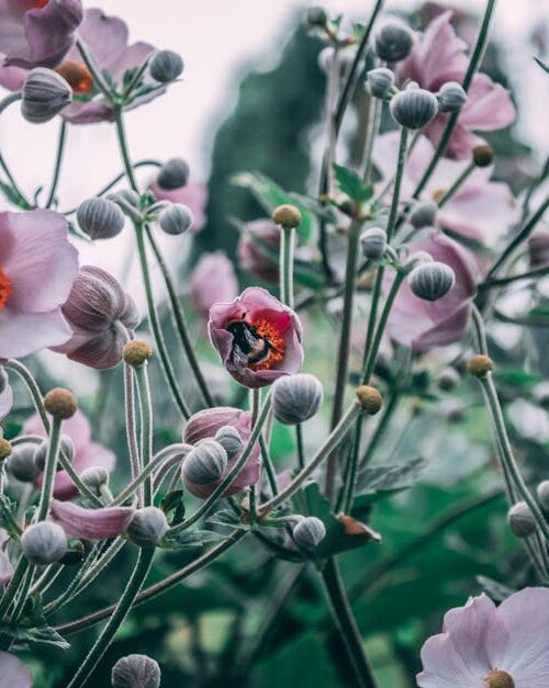 Flowers & Plants - Close-up of pink Japanese Anemones with a bee in #35657562