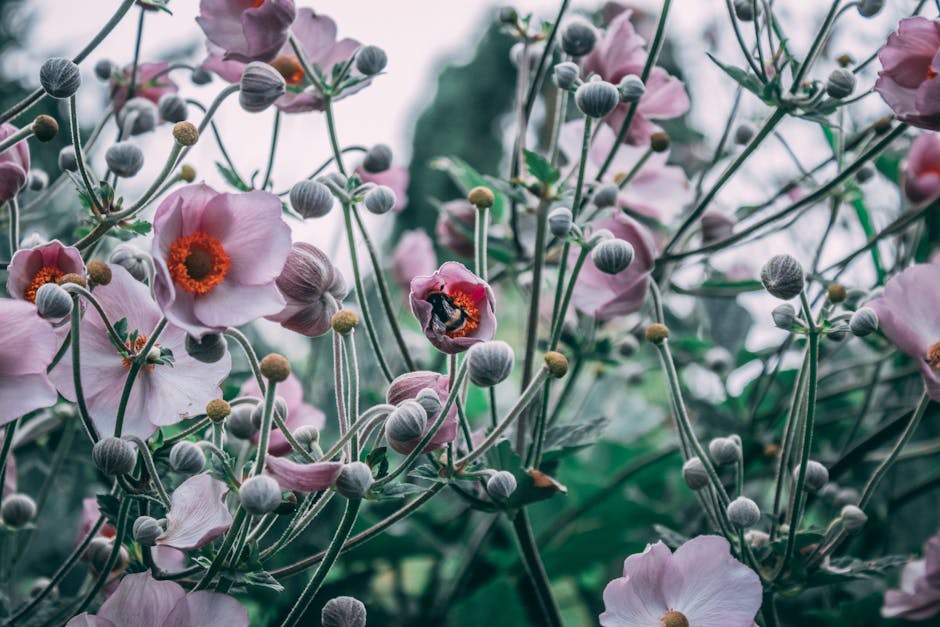 Flowers & Plants - Close-up of pink Japanese Anemones with a bee in #35657562