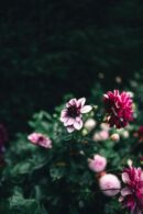 Flowers & Plants - Bright pink dahlias against a dark, moody backgr #35657724