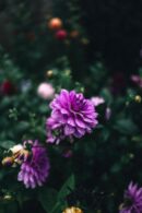 Flowers & Plants - Close-up of a vibrant purple dahlia with morning #35657725