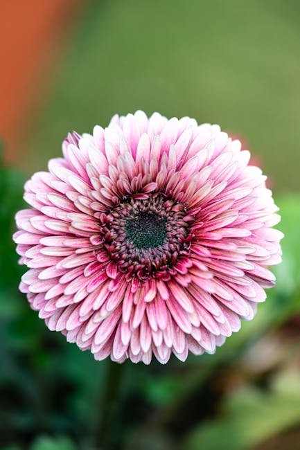 Flowers & Plants - Vibrant pink gerbera daisy in full bloom, showca #36321171
