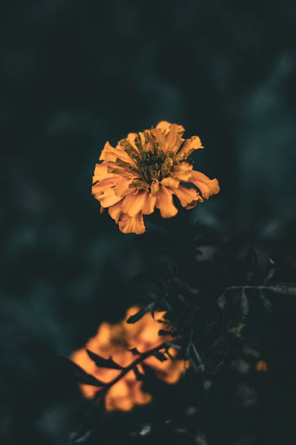 Flowers & Plants - Dark and atmospheric close-up of a vibrant marig #36374132